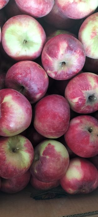 Продам яблоки( апорт,кандиль)