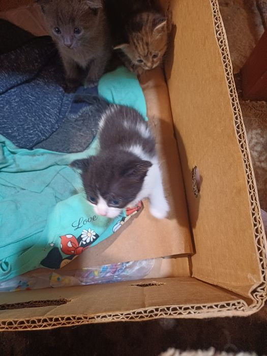 Отдам в добрые руки котят