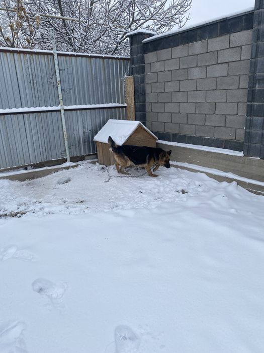 Немецкий овчарка