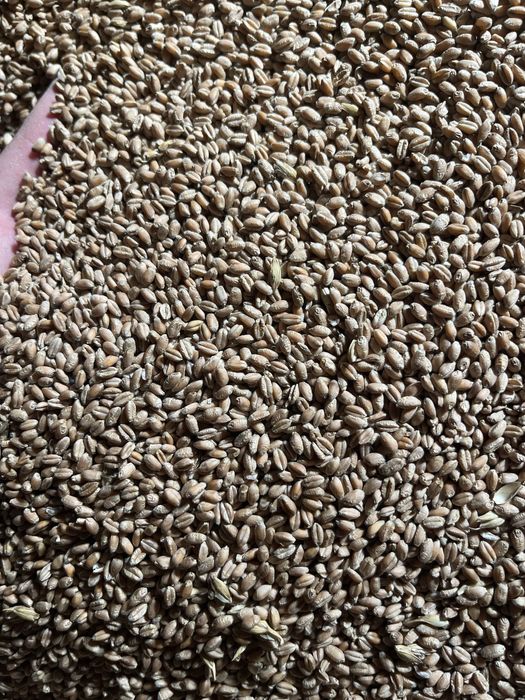 Grau  de calitate,asigur transport