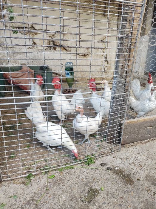 Vând cocosi talie mică