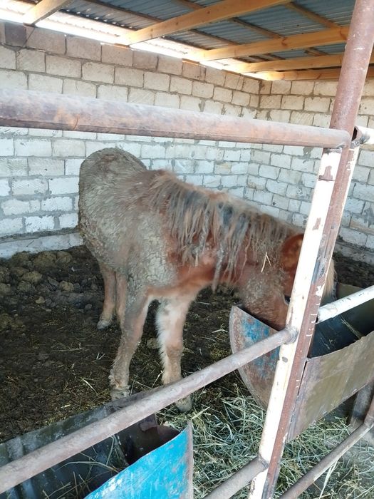 Тайлар жемде тұрған 2ай