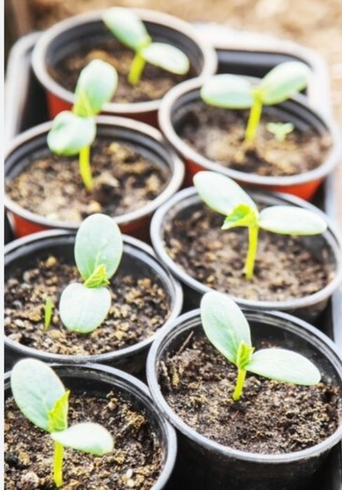 Рассада огурцов в стаканчиках. Доставка.