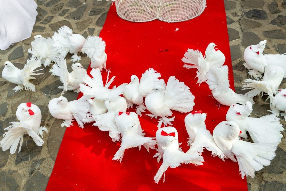 Porumbei albi pt nunti si alte evenimente, aranjamente cristelnita.