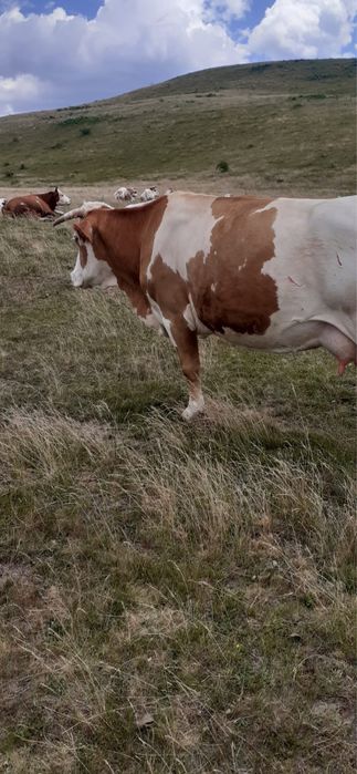 Vaca de vanzare de 6 ani