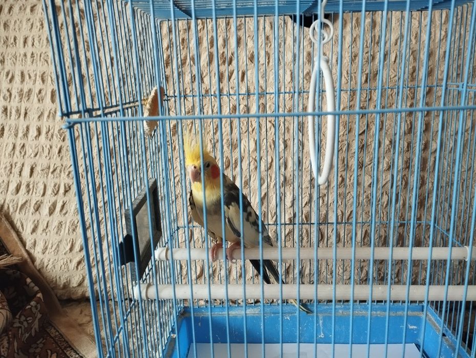 Продам попугая корелла