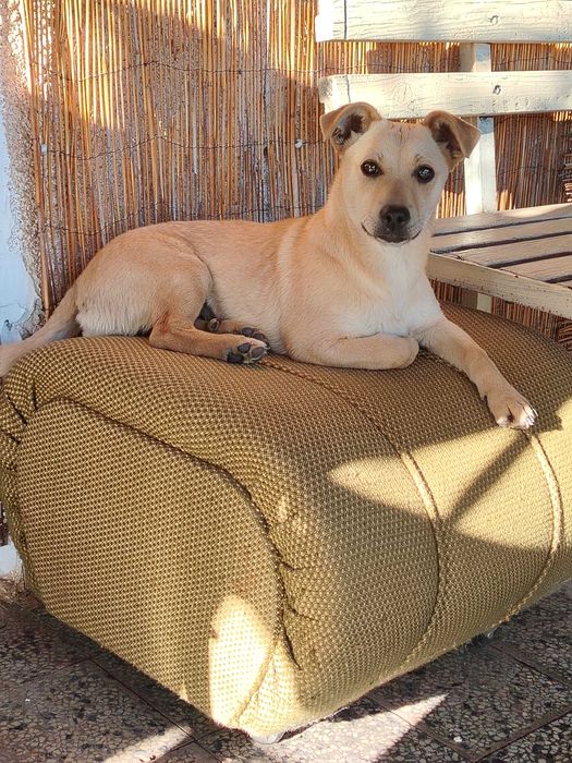 Подарява се куче