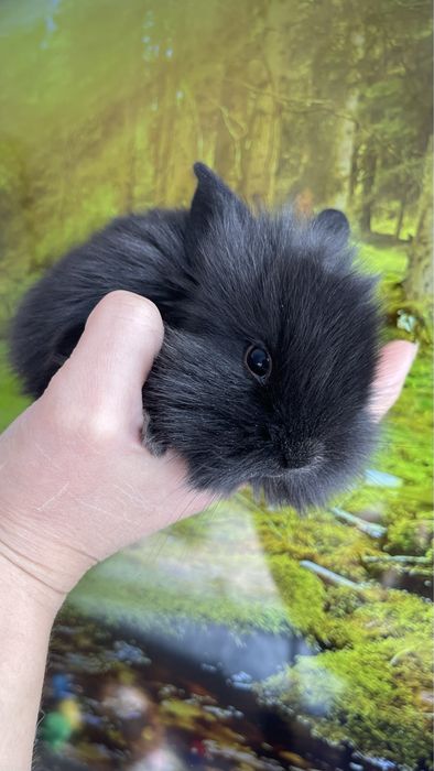 Кролики декоративные ( карликовые )