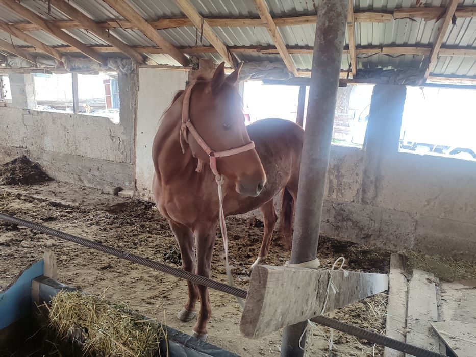 Англараб байтал стылады