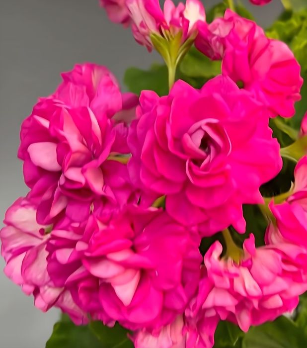 Пеларгонии в городе Абай