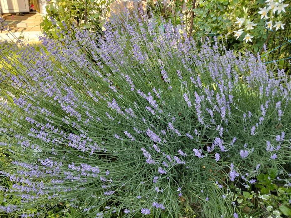 Flori in ghiveci și de gradina, bonus lavanda