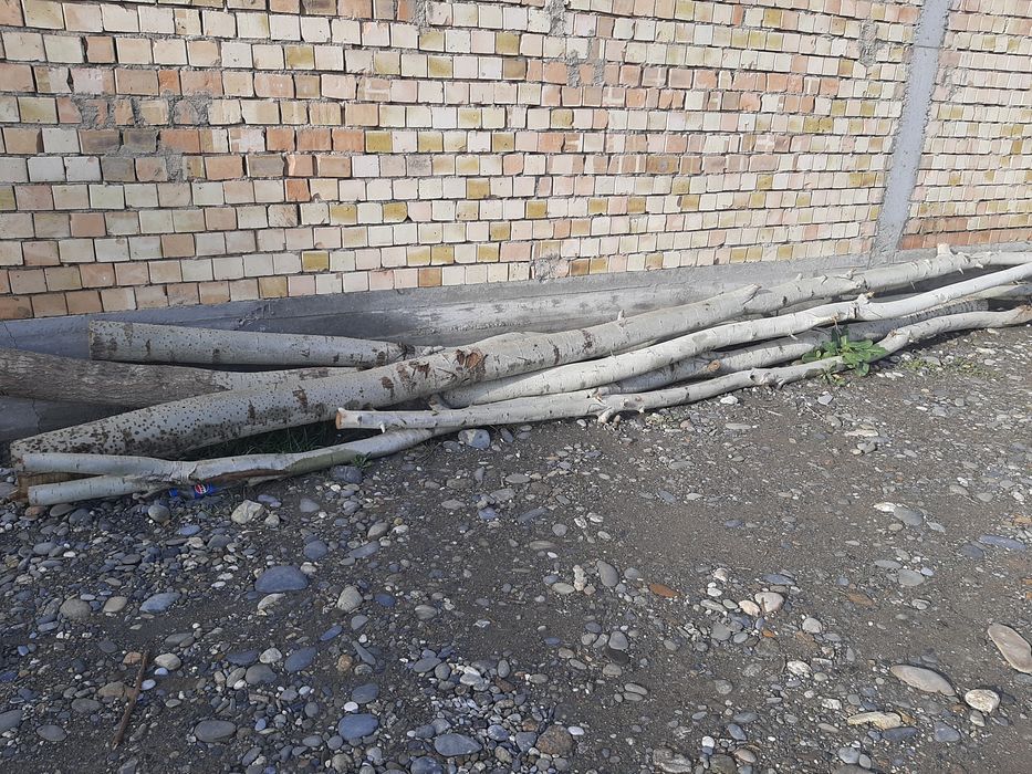 Киркилган енгок дарахти ва олма дарахти ва терак дарахти сотилади Манз