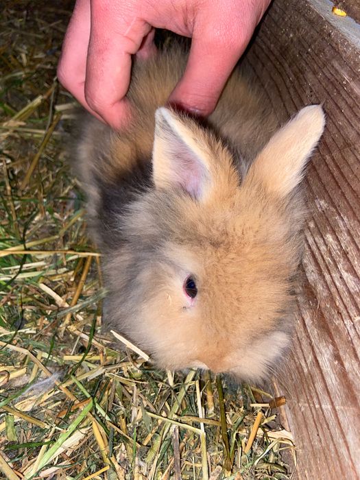 Pui iepuri de rasă pitici și pufosi de camera