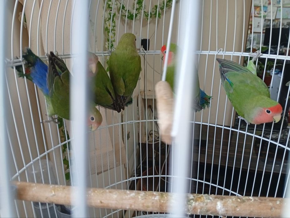 Продам попугайчики 5шт неразлучников с клеткой