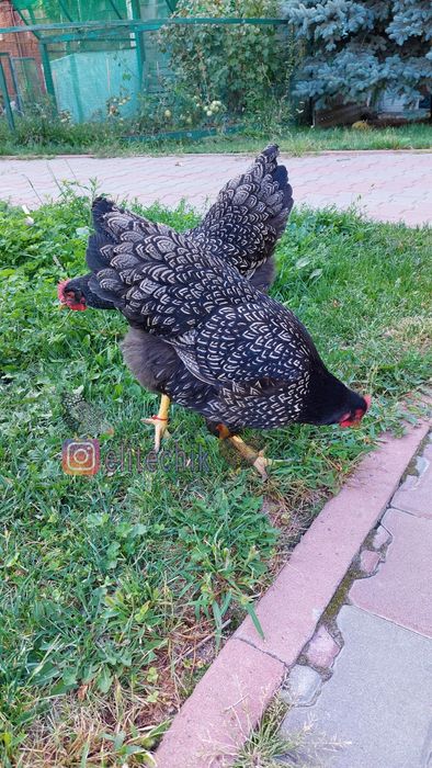 Барневельдер серебро