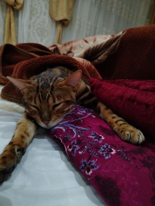 Отдаю даром кошку