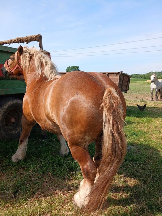 Iapă din herghelia Fitero