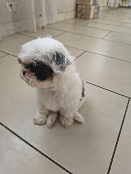 Shih tzu Talie mica