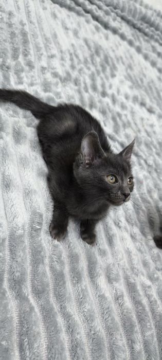 2 кошечки, серенькие