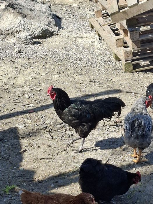 Петли Астралорп и Арауйана