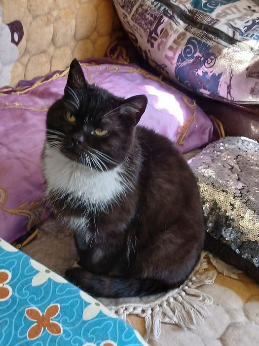 Дарю красивую Кошку!