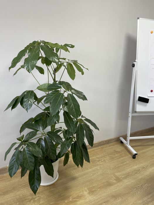 Комнатный цветок шеффлера