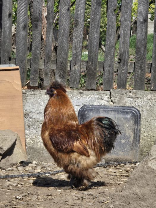 Cocosi De Matase Japonesa