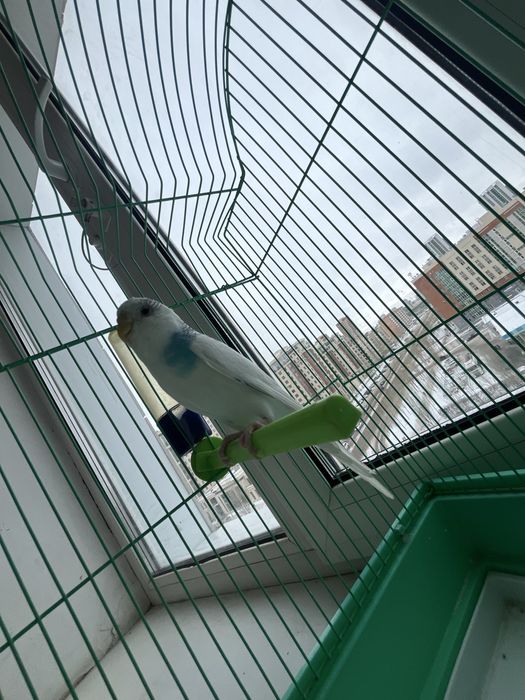 Продам попугая с клеткой
