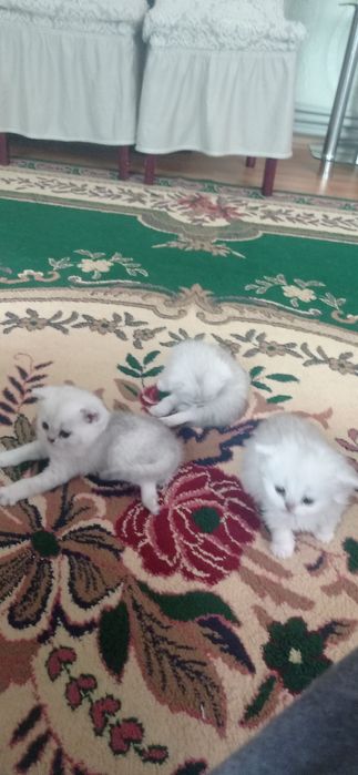 Котята британец шиншила