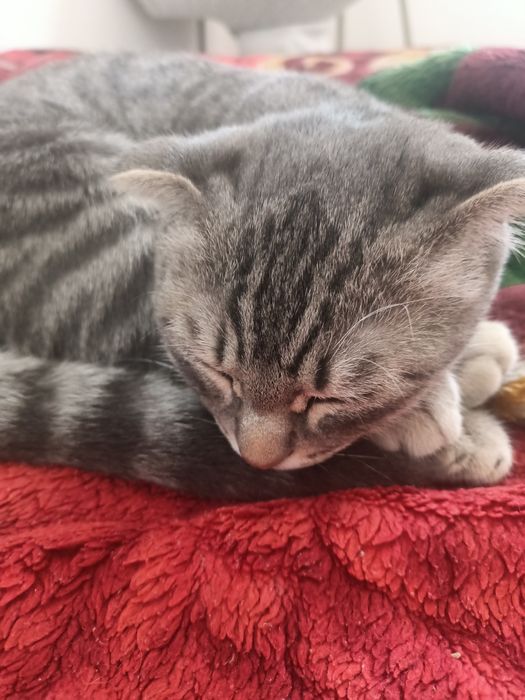 Кошка вислоухий.