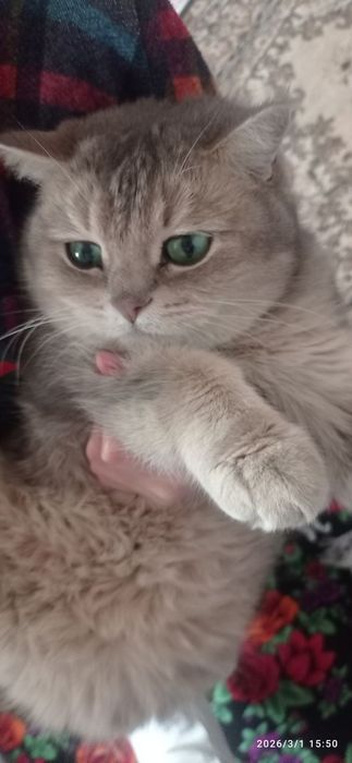 Muwuk barterga almawamiz