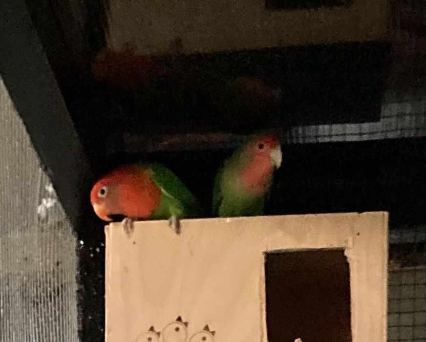 Pereche agapornis / papagal