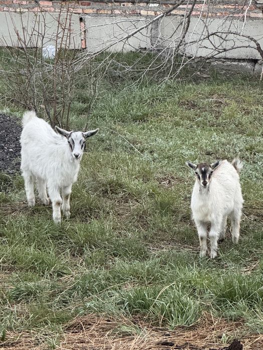 Сатылады! Теке , Ешкі,2 Лақпен