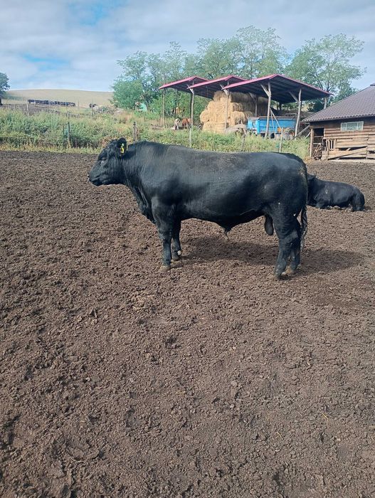 Vând taur angus pentru reproducție