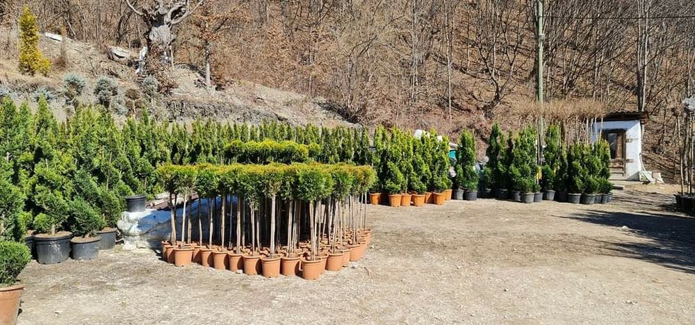 Plante ornamentale pentru gradina