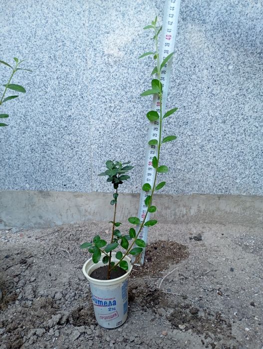 Лигуструм в кофичка