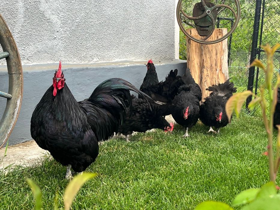 Găini Australorp