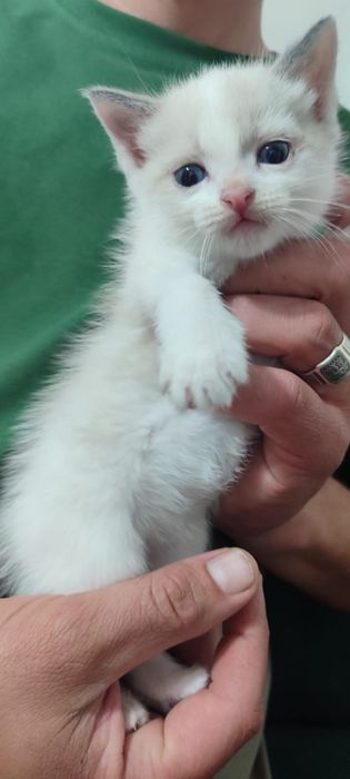 Котята и кошки в дар