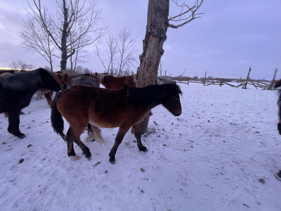 Продается жеребчик