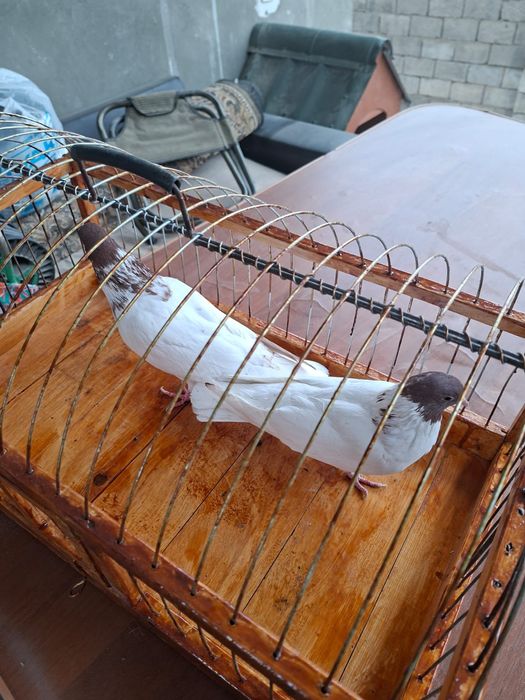 Продам высоколётный красноголовый