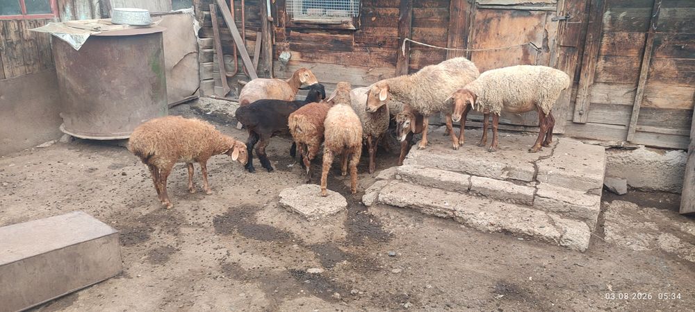 Продам баран 9 голов.
