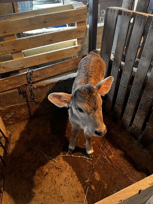 Продам карову с теленком