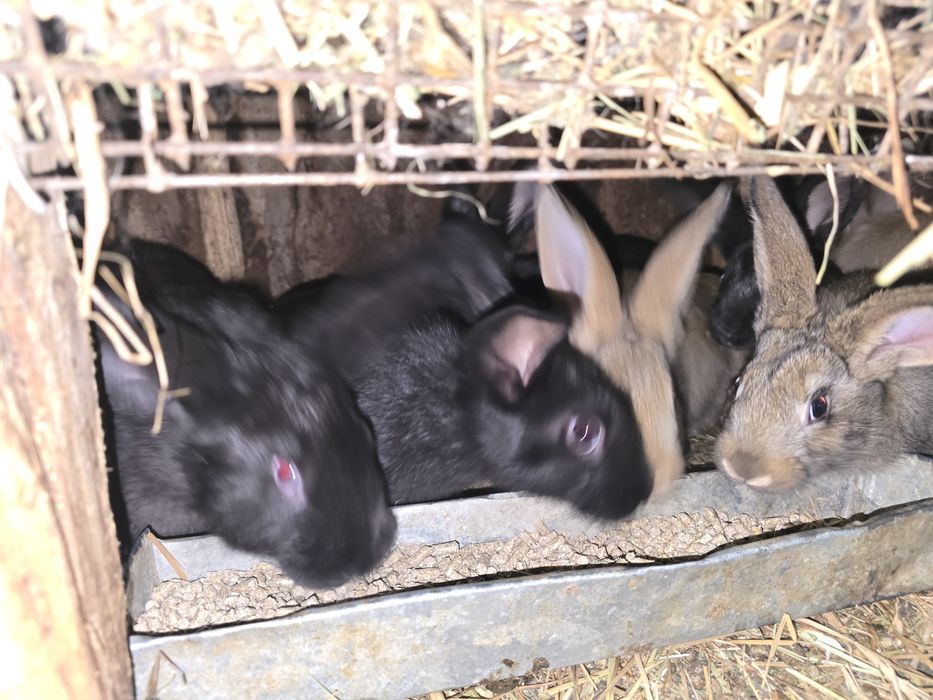 Продам крольчат 1.5 месяца и месяц