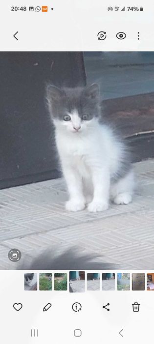 Котята в добрые руки