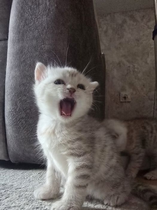 Продам котят шотландских