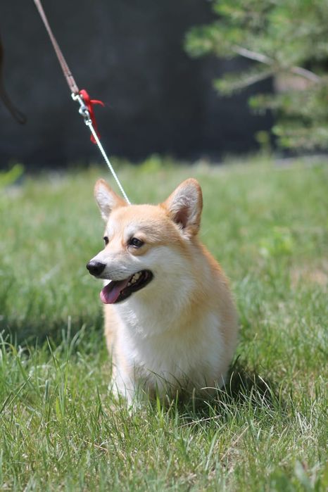 Продам щенков вельш корги пемброк