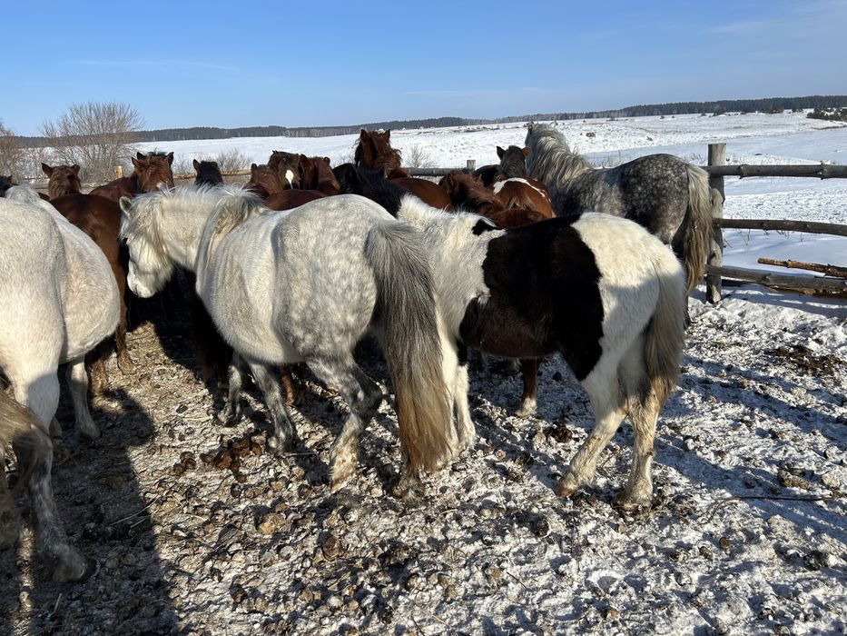 Продам лошадей кобылу с жеребенком и тайчик