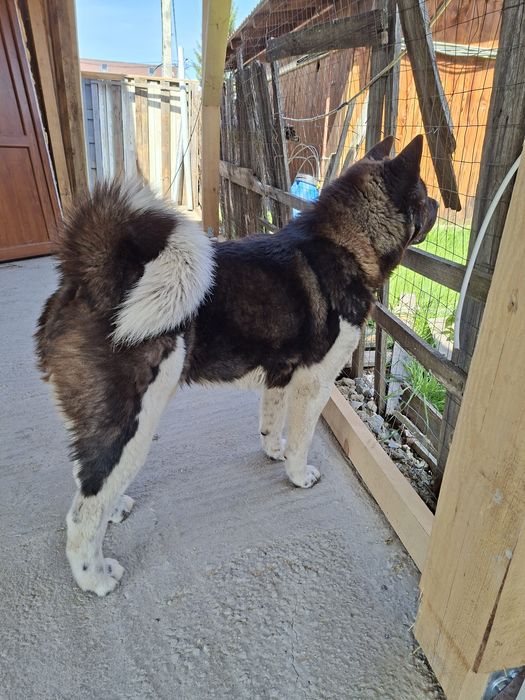 Akita American mascul