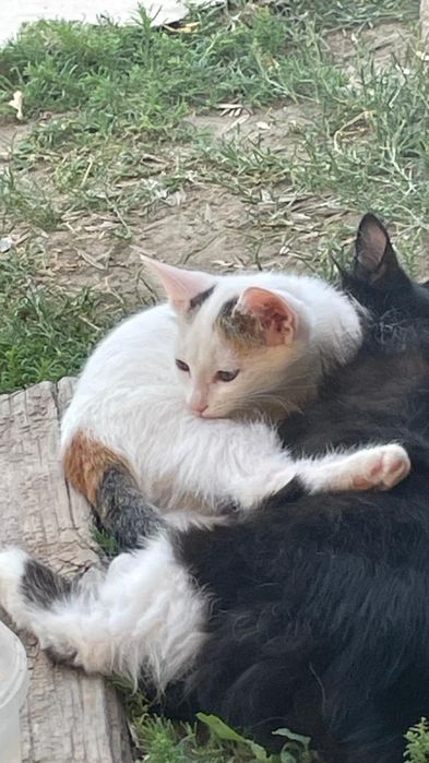 Кошечки в добрые руки