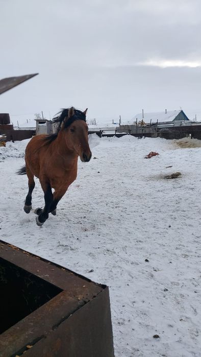 Жеребец башкир на племя